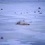 Eisbären - Entspannung pur