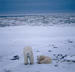 Eisbären in der arktischen Weite