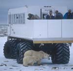 Eisbären unter dem Tundra Buggy