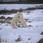 Kaempfende Eisbaeren in der Tundra