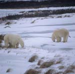 Zwei Eisbaeren in der Tundra