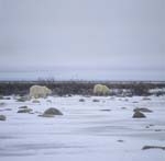 Eisbaeren in der Tundra