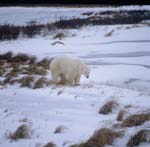 Eisbär unterwegs in der Tundra