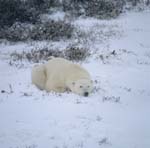 Entspannter Eisbär
