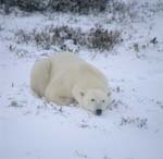Liegender Eisbaer in der Tundra