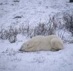 Liegender Eisbär in der Tundra