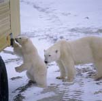 Eisbären untersuchen den Tundra Buggy
