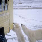Neugierige Eisbären am Tundra Buggy