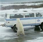 Eisbär am Kleinbus