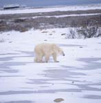 Eisbär in der Tundra