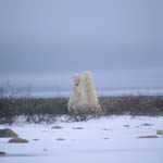 Kaempfende Eisbaeren in der Hudson Bay