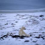 Eisbär in Tundralandschaft