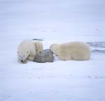 Zwei muüde Eisbären in der Hudson Bay