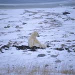 Eisbaer in der Tundra