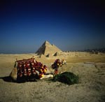 Kamel vor den Pyramiden Mykerinos, Chephren und Cheops