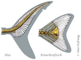Große Weiße Haiflosse Über Wasser / 3D-Darstellung / Mischtechnik